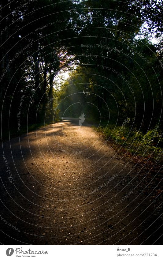 Im Herbst *** Leben harmonisch Wohlgefühl ruhig Umwelt Natur Landschaft Urelemente Erde Sonne Pflanze Baum Wald leuchten träumen Wachstum warten glänzend