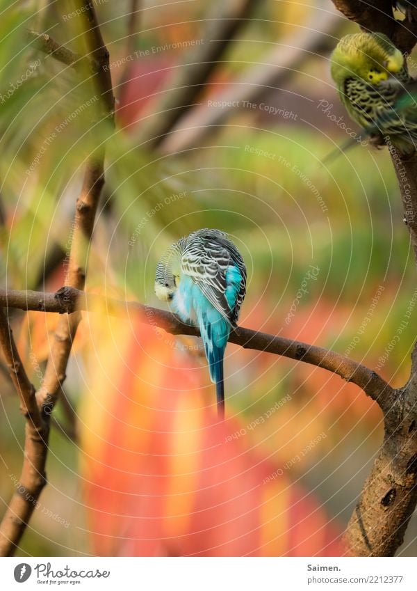 Blauer Wellensittich vogel baum ast Stufe Lebewesen Tierwelt Korkenzieher putzen reinigen sich säubern Vögel