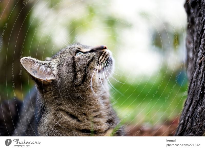 Gezwitscher Umwelt Natur Pflanze Baum Baumstamm Baumrinde Tier Haustier Katze Tiergesicht Ohr getigert Tigerkatze 1 hören Blick hoch oben beobachten Wachsamkeit