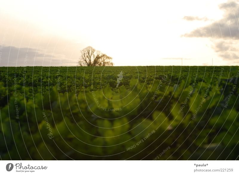 Abendstimmung Landschaft Pflanze Erde Himmel Wolken Sonnenlicht Herbst Schönes Wetter Blatt Nutzpflanze Feld ästhetisch frei Unendlichkeit natürlich braun grün