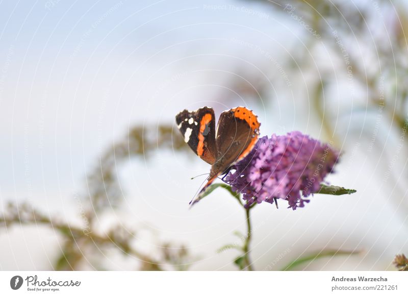 Letzten Sommer I Natur Pflanze Tier Schönes Wetter Blüte Wildpflanze Wildtier Schmetterling 1 Blume Blühend Duft Fressen warten elegant frei Freundlichkeit