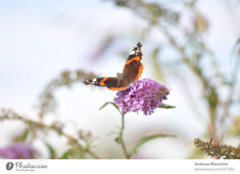 Letzten Sommer II Natur Pflanze Tier Schönes Wetter Blüte Wildpflanze Wildtier Schmetterling 1 Blume Blühend Duft Fressen warten elegant frei braun grün violett