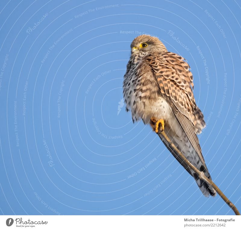 Turmfalke Porträt Umwelt Natur Tier Himmel Wolkenloser Himmel Sonne Sonnenlicht Schönes Wetter Baum Vogel Tiergesicht Flügel Krallen Falken Greifvogel Auge 1