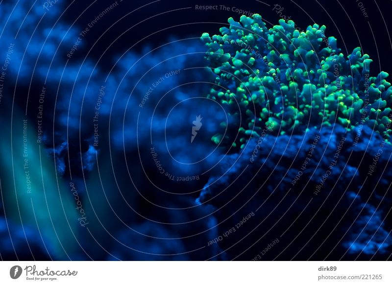 Blumentiere Umwelt Natur Urelemente Wasser Riff Korallenriff Meer Aquarium ästhetisch außergewöhnlich exotisch blau grün Farbfoto Nahaufnahme
