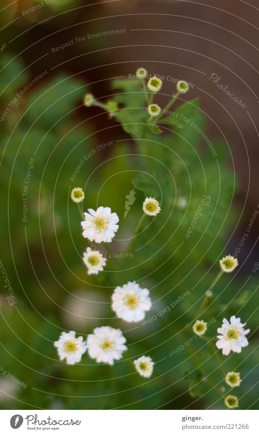 Herbstblümchen Natur Pflanze Blume Blatt Blüte Blühend grün weiß klein Wachstum Froschperspektive Unschärfe Textfreiraum oben Farbfoto Gedeckte Farben