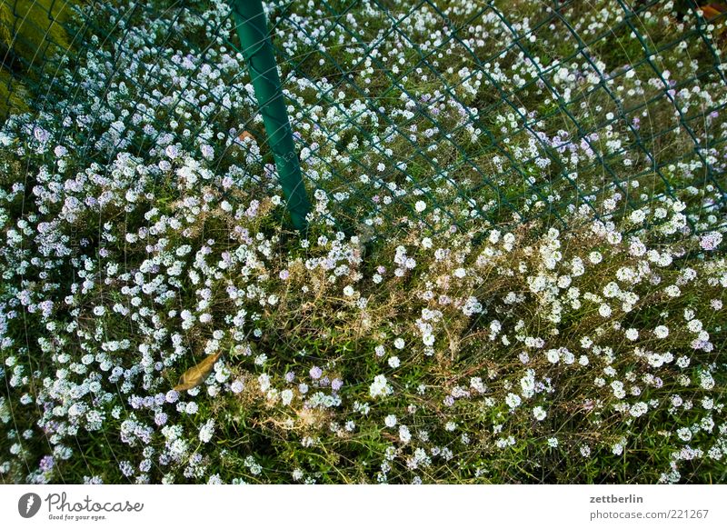 Blumen vor und hinter dem Zaun Umwelt Natur Pflanze Sommer Gras Blatt Blüte Wiese natürlich Oktober Maschendraht Maschendrahtzaun Garten Kleingartenkolonie