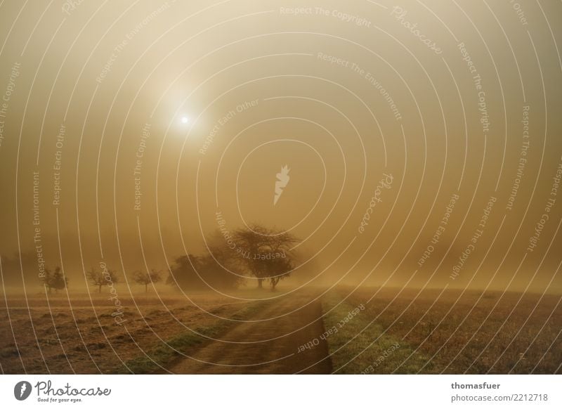 Feld, Bäume, Nebel Natur Landschaft Erde Luft Himmel Horizont Sonne Sonnenaufgang Sonnenuntergang Herbst Wetter Pflanze Baum Gras Sträucher Wildpflanze Wiese