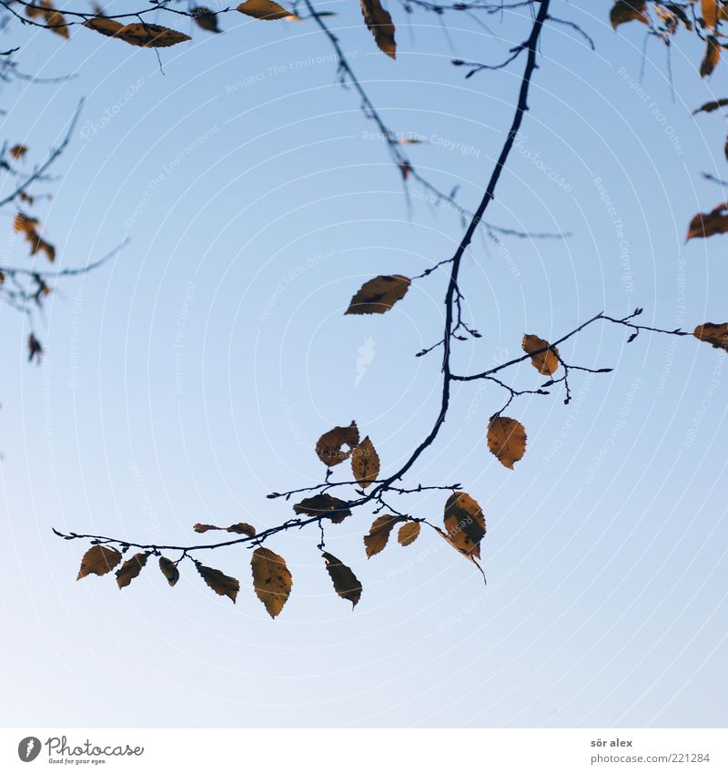 Blattverlust II Natur Himmel Wolkenloser Himmel Herbst Ast verblüht blau Traurigkeit Herbstlaub herbstlich filigran Oktober hängend Wandel & Veränderung