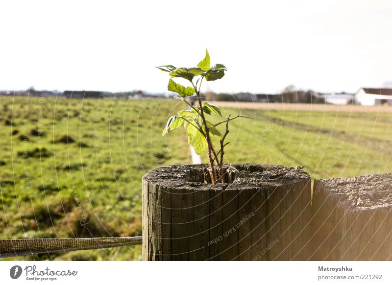 Neues Leben Schönes Wetter Pflanze Sträucher Wildpflanze Feld Holzpfahl Wachstum Kraft Willensstärke Farbfoto Außenaufnahme Detailaufnahme Tag Schatten