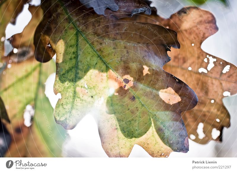 Lichtblick Umwelt Natur Sonnenlicht Herbst Wetter Schönes Wetter Pflanze Baum Blatt alt Erholung hängen hell nah Wärme Stimmung Zufriedenheit blenden Farbfoto