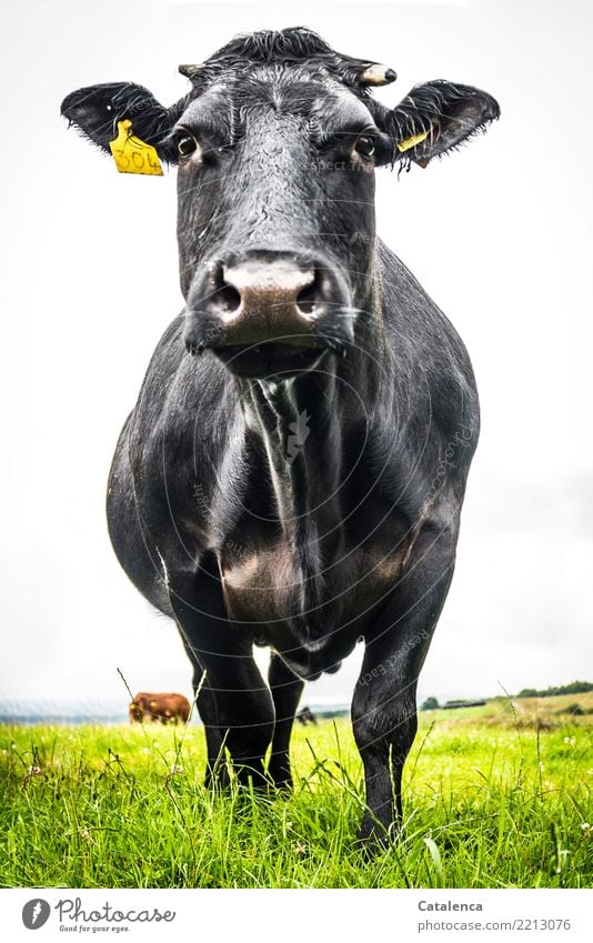 The dark side | The dark (out)side. Nasse, schwarze Kuh Landwirtschaft Wassertropfen schlechtes Wetter Regen Gras Wiese Weide Nutztier Black Angus 1 Tier