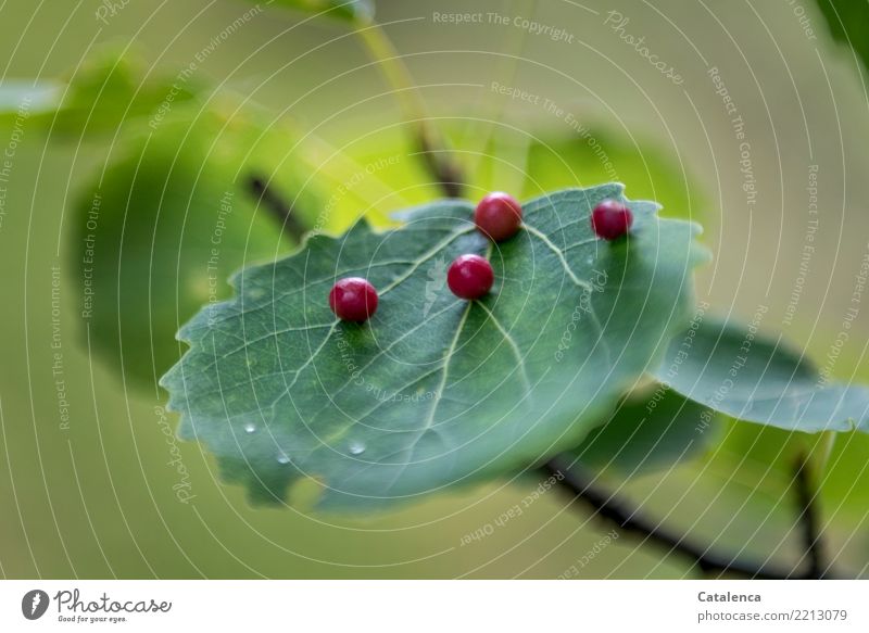 Pickel, Eier der Gallwespe auf einem Blatt Natur Pflanze Sommer Baum Wald Schädlinge Gallmilbe dehydrieren Wachstum braun grün rot Krankheit parasitär Design