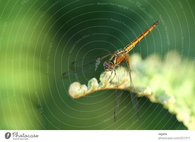 zarte schönheit II Natur Pflanze Tier Wildtier Insekt Libelle 1 sitzen warten grün Erholung weich Pastellton Farbfoto Außenaufnahme Makroaufnahme