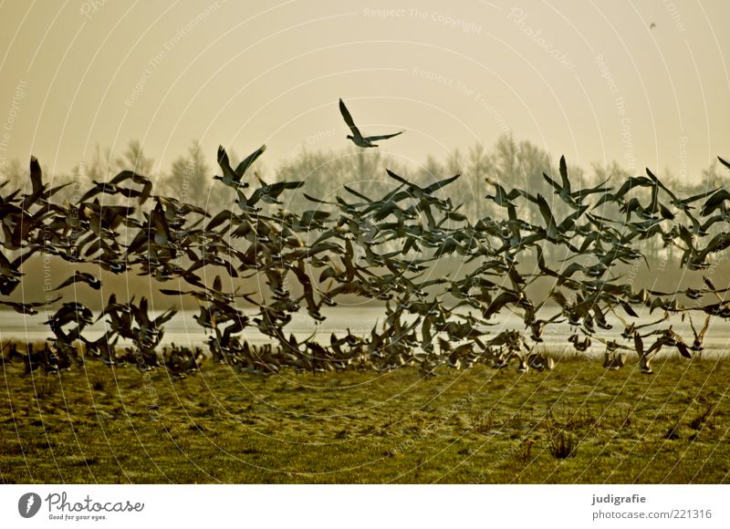 auf gehts Umwelt Natur Landschaft Pflanze Tier Wasser Klima Gras Wiese Küste See Wildtier Vogel Tiergruppe Schwarm Bewegung fliegen natürlich wild Stimmung