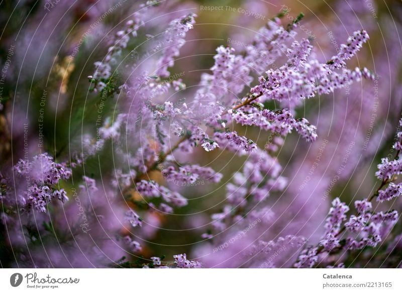 Erika, Erika. Heidekraut Natur Pflanze Sommer Sträucher Blüte Heidekrautgewächse Bergheide Moor Sumpf bezahlen Wachstum ästhetisch schön braun grün rosa Umwelt