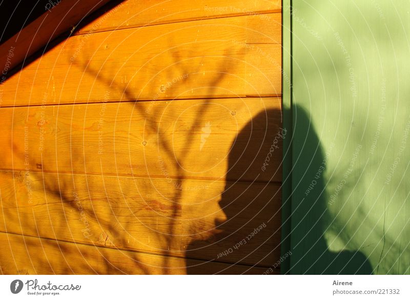 Wo viel Licht ... Frau Erwachsene Kopf 1 Mensch Sonnenlicht Schönes Wetter Ast Fensterladen Wand Holzwand träumen warten braun gold grün Kontrast unergründlich