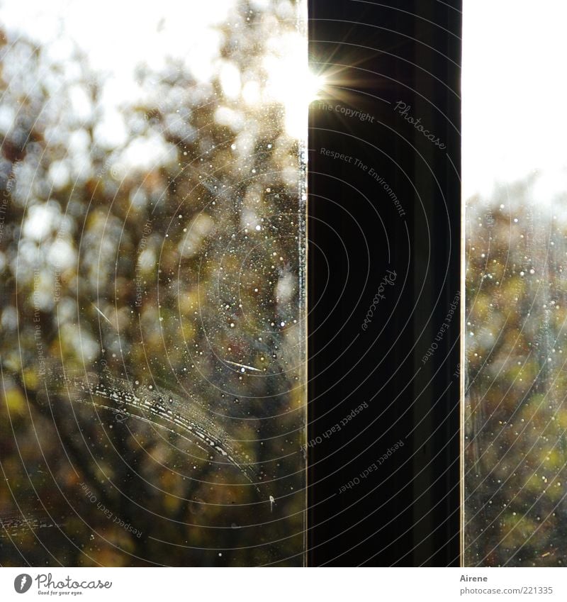 Putzstreifen Sonne Herbst Baum Garten Fenster Fensterrahmen Glas dreckig braun gelb grün schwarz weiß heiter Menschenleer Textfreiraum oben Sonnenlicht