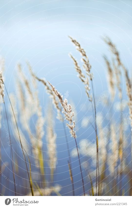 Windstill Umwelt Natur Pflanze Herbst Gras blau Schilfgras Schilfrohr weich Farbfoto Außenaufnahme Textfreiraum oben Schwache Tiefenschärfe Menschenleer