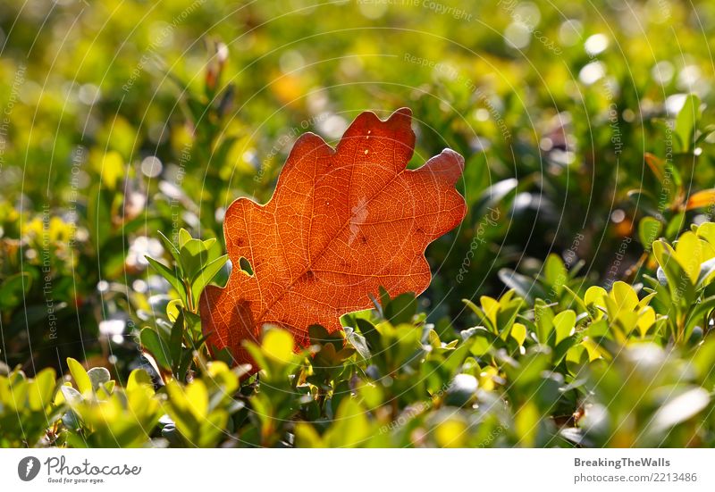 Abschluss oben des braunen Herbsteichenblattes auf grünem Buchsbaum Natur Pflanze Sonnenlicht Wetter Schönes Wetter Baum Blatt Eichenblatt Garten Park Wald