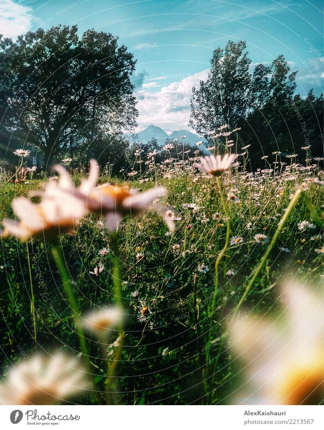 Natur von Ostgeorgien Ferien & Urlaub & Reisen Abenteuer Freiheit Camping Sommer Umwelt Landschaft Pflanze Erde Himmel Frühling Schönes Wetter Baum Blume Gras