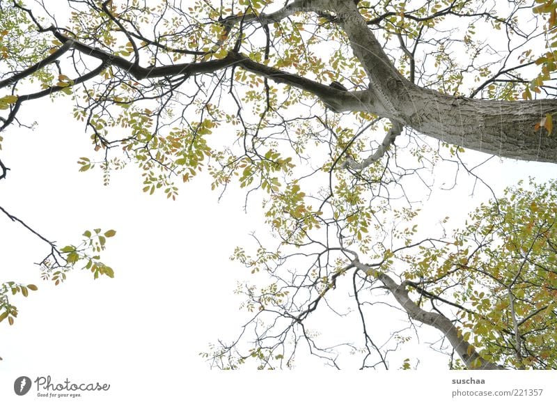 warten auf den ... Umwelt Natur Luft Himmel Frühling Klima Wetter Pflanze Baum frisch grün Erholung Wachstum Blatt Laubbaum Ast Baumstamm Jahreszeiten Farbfoto