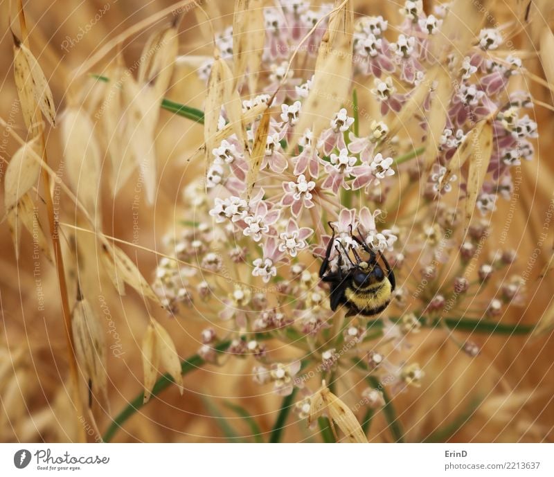 Bienen Balance Freude schön Gesundheit harmonisch Wohlgefühl Sommer wandern Natur Pflanze Frühling Blume Gras 1 Tier entdecken klein gold rosa schwarz