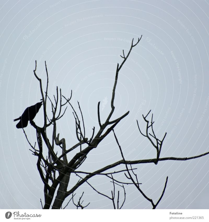 trostlos Umwelt Natur Pflanze Tier Urelemente Luft Himmel Herbst Baum Wildtier Vogel 1 dunkel kalt trist trocken schwarz weiß Rabenvögel Farbfoto