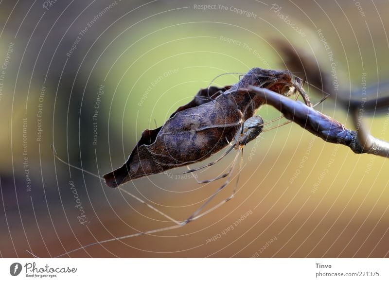 anhänglicher Weberknecht Natur Herbst Pflanze Blatt Spinne 1 Tier festhalten hängen hocken krabbeln dehydrieren Wandel & Veränderung verstecken dünn langbeinig