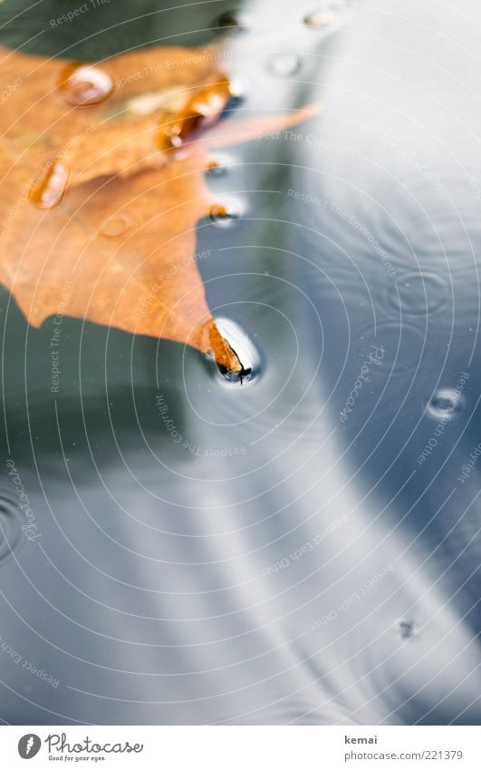 Kleine Kreise Umwelt Natur Wasser Herbst Klima schlechtes Wetter Unwetter Regen Blatt dunkel nass braun gold Im Wasser treiben Wasseroberfläche Farbfoto