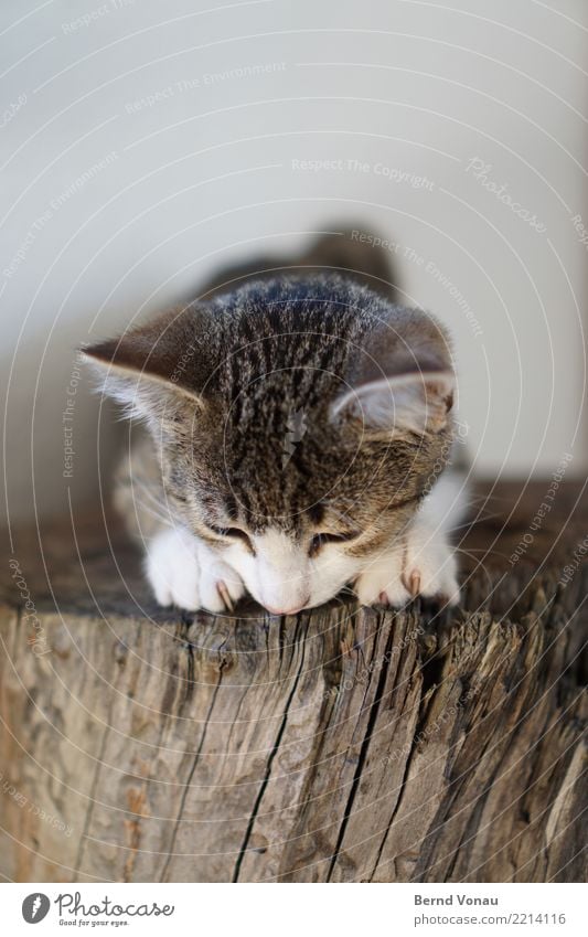 felix Tier Haustier Katze 1 Tierjunges niedlich braun Tigerfellmuster Krallen Baumstamm Ohr Fell sitzen beobachten Farbfoto Innenaufnahme Textfreiraum oben Tag