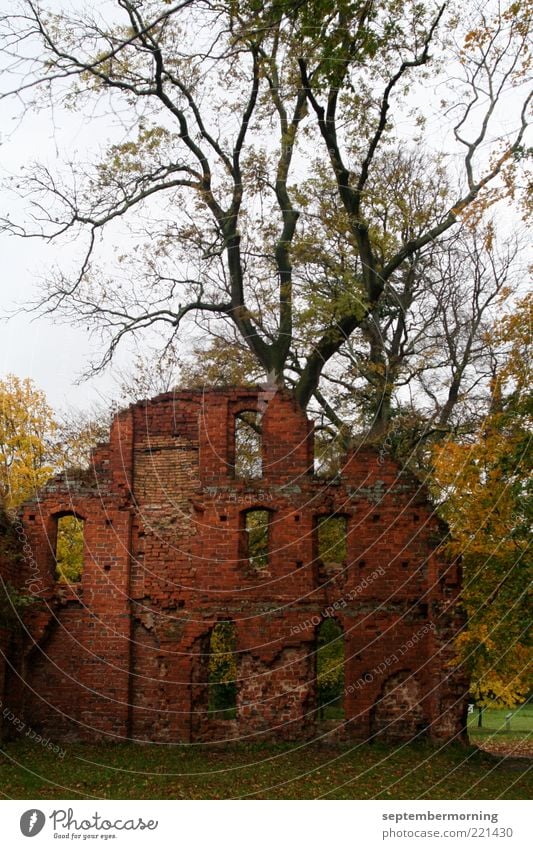 Ruine Herbst Baum alt kaputt Verfall Vergangenheit Farbfoto Außenaufnahme Menschenleer Zweige u. Äste Silhouette verfallen Backsteinwand Mauer Gemäuer