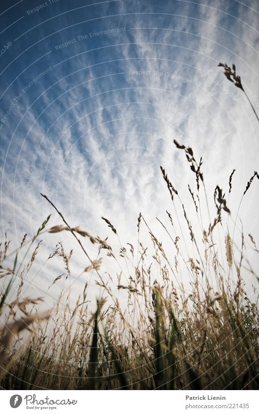 Just Got To Be Umwelt Natur Landschaft Pflanze Urelemente Luft Himmel Wolken Sommer Klima Wetter Schönes Wetter Gras Blatt Blüte Grünpflanze Wildpflanze Wiese