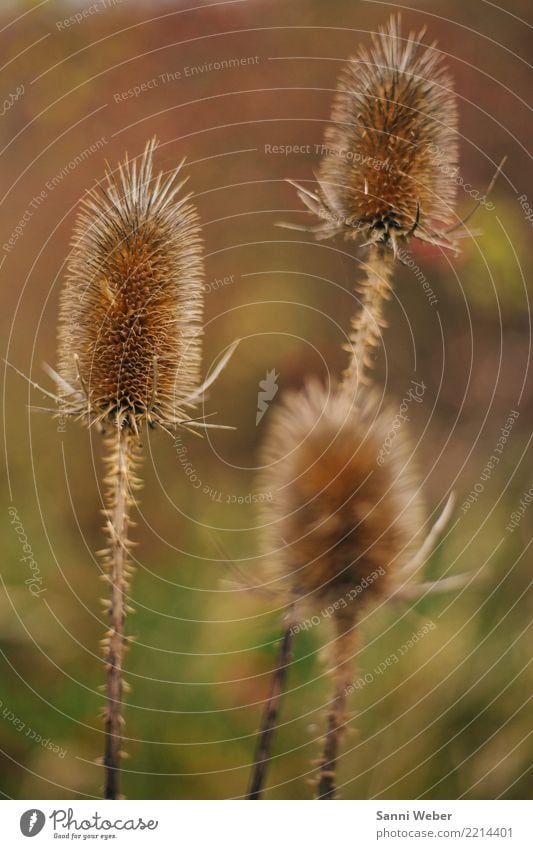 autumnflower Natur Landschaft Pflanze Tier Herbst Schönes Wetter Blume Grünpflanze Wiese Stadt Stadtrand Menschenleer weich braun grün rot Farbfoto