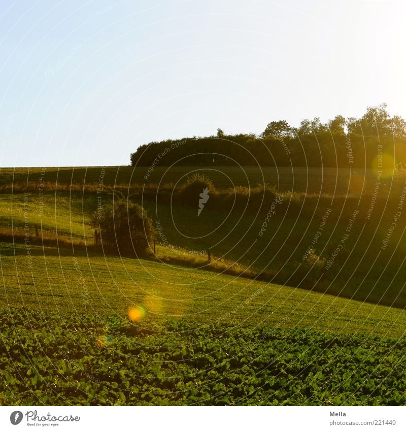 Hinterland Umwelt Natur Landschaft Sonnenlicht Schönes Wetter Sträucher Wiese Feld leuchten natürlich grün Idylle ruhig Zaun Weide Blendenfleck Blendeneffekt