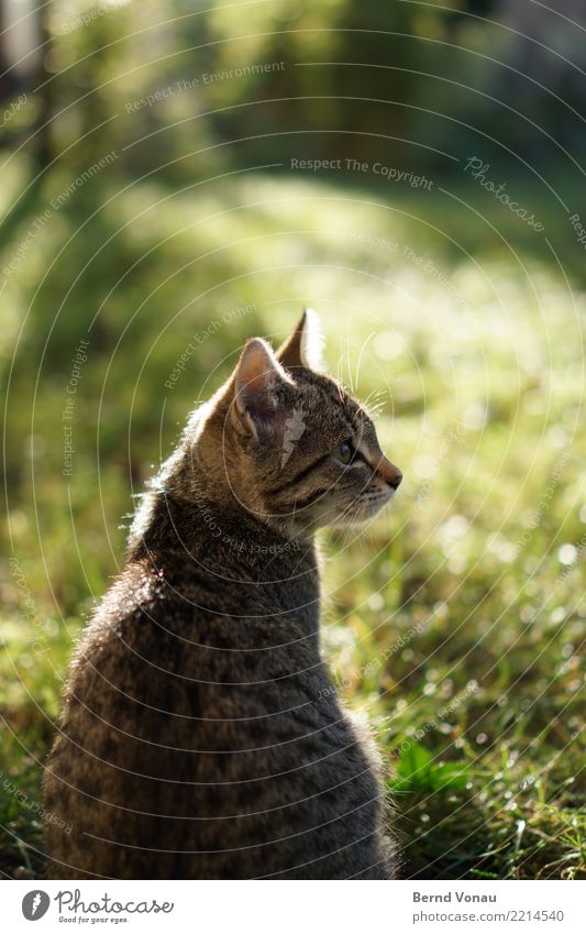 Gegenlichtmädchen Gras Garten Tier Haustier Katze 1 Tierjunges hell schön Sonne Tigerkatze Tigerfellmuster Blick Lichterscheinung Idylle sitzen braun grün