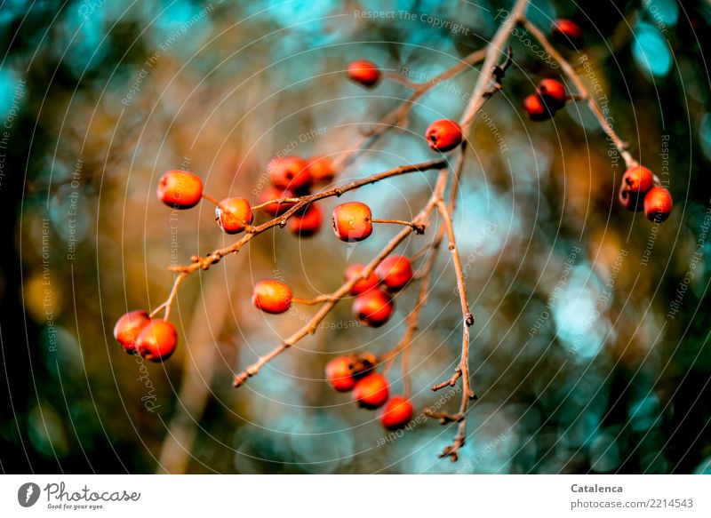 Weissdornbeeren Natur Pflanze Himmel Herbst Schönes Wetter Zweig Beeren Garten Wald hängen dehydrieren ästhetisch schön braun orange türkis Umwelt