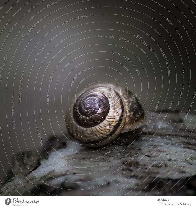 introvertiert Natur Herbst Tier Schnecke 1 dunkel rund grau schwarz Sicherheit Schutz ruhig Trauer Einsamkeit einzigartig träumen Traurigkeit geschlossen