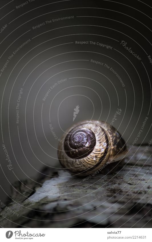 Melancholie Natur Herbst Baumrinde Schnecke 1 Tier Holz dunkel braun grau schwarz Einsamkeit ruhig Schutz Trauer Traurigkeit Wandel & Veränderung Zeit