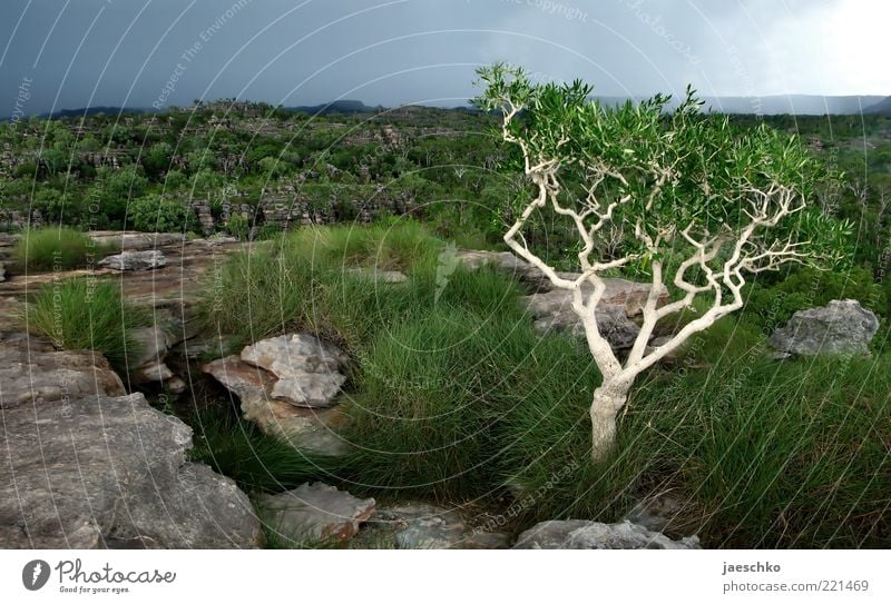 There will be rain Umwelt Natur Landschaft schlechtes Wetter Unwetter Sturm Regen Gewitter Baum Gras Sträucher Urwald Felsen ästhetisch authentisch bedrohlich