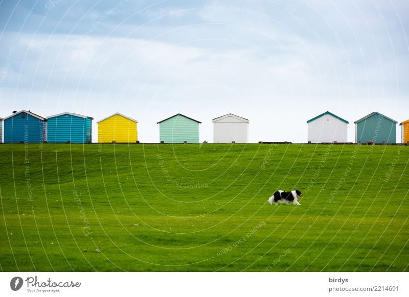 Strandhütten an Englands Küste auf einem Deich. Wiese mit laufendem Hund Ferien & Urlaub & Reisen bunt Himmel Sommer typisch englisch beliebt Strandhaus