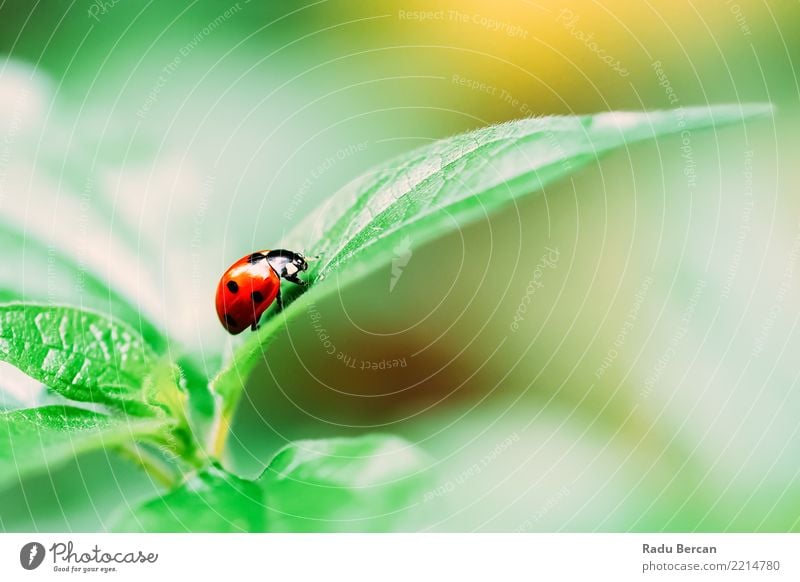 Rotes Marienkäfer-Insekt auf grünem Blatt-Makro Umwelt Natur Pflanze Tier Sommer Sträucher Garten Wildtier 1 einfach natürlich mehrfarbig rot schwarz Farbe