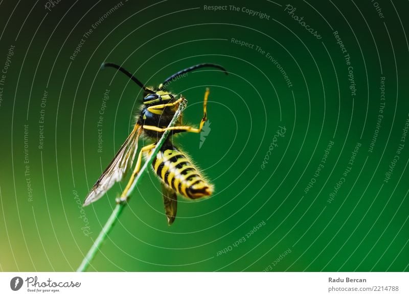 Europäische gemeine Wespe (Vespula Vulgaris) auf Stock Umwelt Natur Pflanze Tier Sommer Garten Wildtier Biene 1 festhalten hängen klein mehrfarbig gelb grün