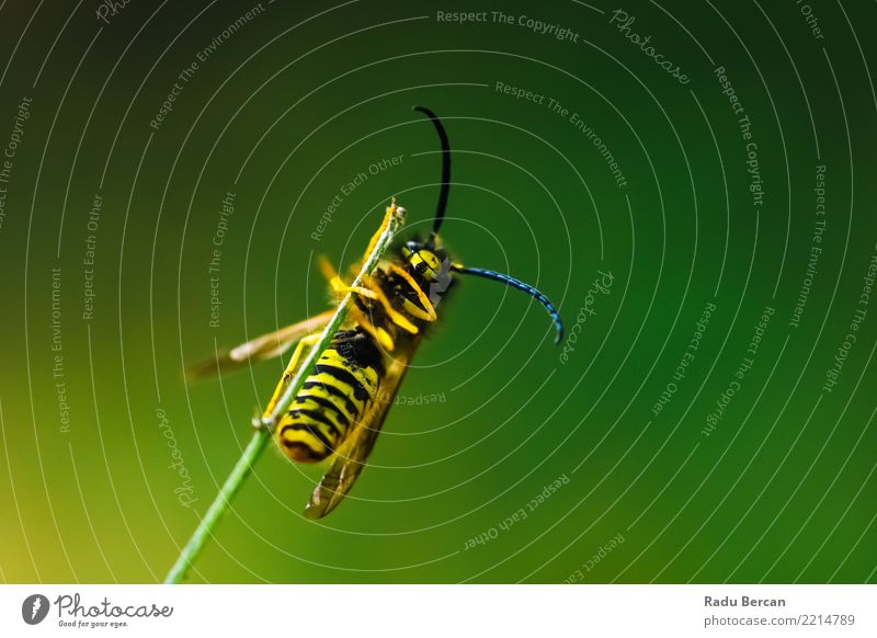 Europäische gemeine Wespe (Vespula Vulgaris) auf Stock Umwelt Natur Pflanze Tier Sommer Garten Wildtier Biene 1 festhalten hängen klein mehrfarbig gelb grün