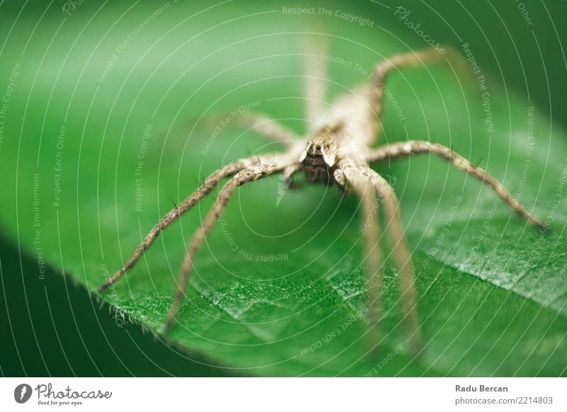 Baumschulnetzspinne, die auf grünem Blatt im Garten sitzt Umwelt Natur Pflanze Tier Sommer Sträucher Grünpflanze Wildtier Spinne Tiergesicht 1 entdecken