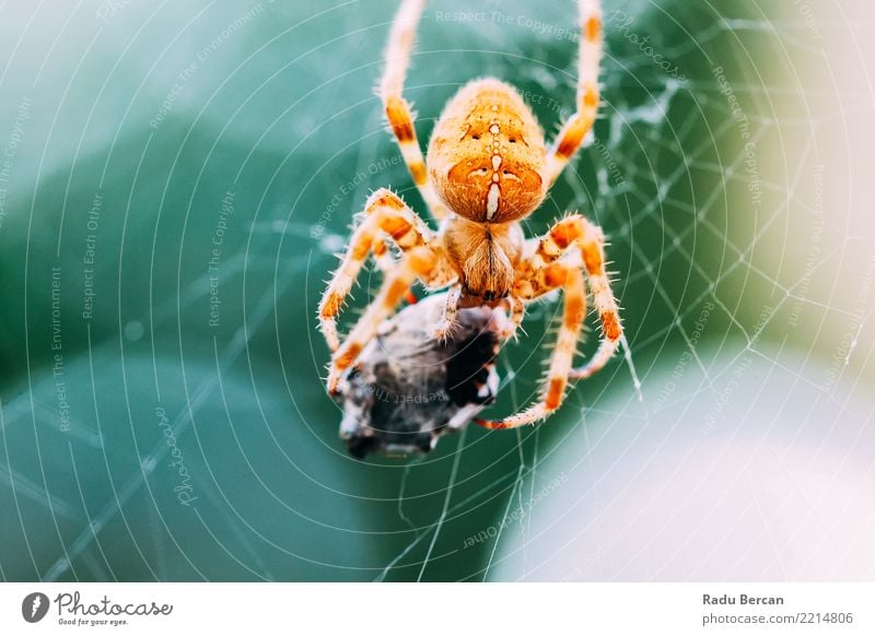 Europäische Kreuzspinne (Araneus Diadematus) über webfressende Beute Umwelt Natur Tier Wildtier Spinne Tiergesicht 1 2 Essen Fressen füttern Aggression