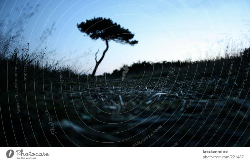 bretagne savagne Natur Landschaft Pflanze Erde Himmel Wolkenloser Himmel Baum Gras Sträucher Grünpflanze Wildpflanze trocken blau schwarz Bretagne Frankreich