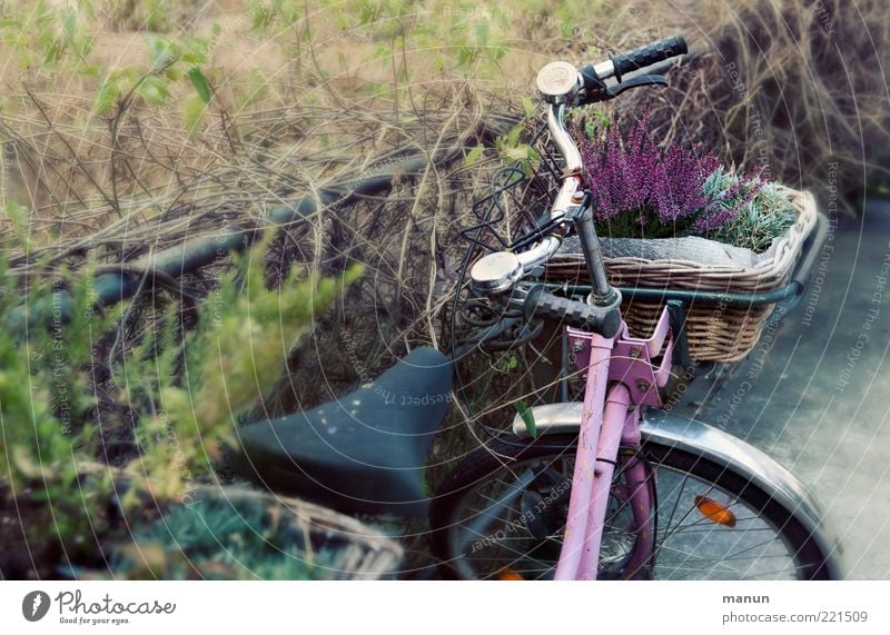 pink bike (LT Ulm 14.11.10) Herbst Pflanze Blume Heidekrautgewächse Verkehrsmittel Fahrrad Fahrradlenker stehen alt retro rosa Mobilität Nostalgie parken Korb