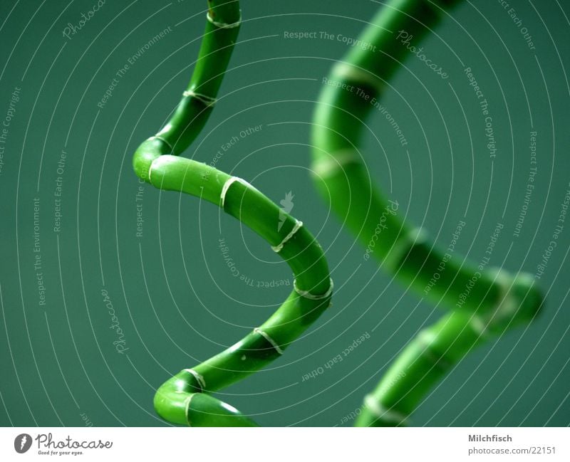 Bambus China grün Spirale Pflanze abstrakt Bambusrohr tiefenunschärfe Raum