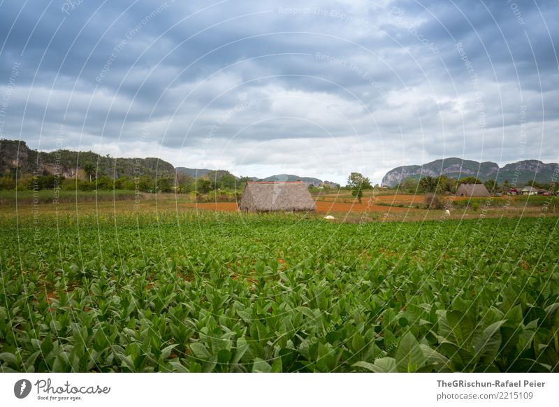 Vinales (Kuba) Umwelt Natur Landschaft blau grau grün Wolken Hütte Tabak Tabakfeld Valle de Viñales Felsen Reisefotografie Stimmung Feld Farbfoto Außenaufnahme