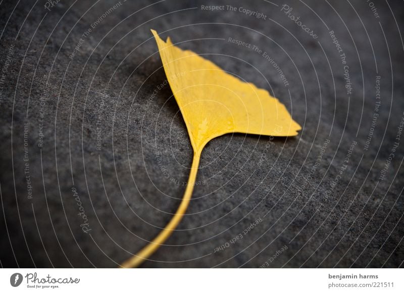 vergiss mein nicht...mal anders Natur Herbst Blatt unten gelb gold Farbfoto Außenaufnahme Menschenleer Tag Starke Tiefenschärfe vertrocknet Textfreiraum unten